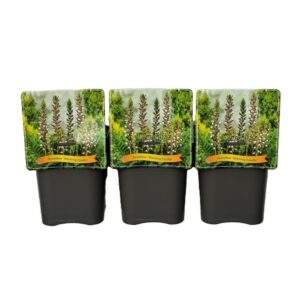 Acanthus mollis Acanthus 'Morning Candle' C5 (1 Plants/Order)(21cmP 35cmH)