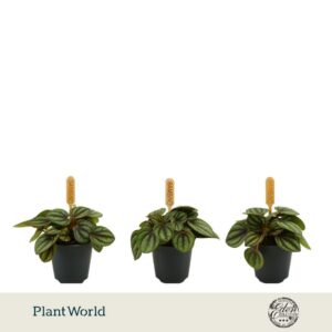 Peperomia Piccolo Banda 5,5cm
(20 Plants/Order)(5.5cmP 10cmH)