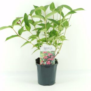 Weigela Bristol Ruby
(6 Plants/Order)(17cmP 40cmH)