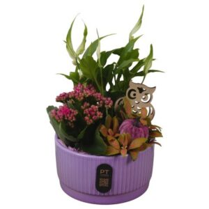 Arrangement kamer PTHI3201 Arrangement Autumn Indoor in Ceramics schaal
(6 Plants/Order)(16cmP 28cmH)