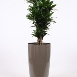 Dracaena Compacta "in Santorini Pot ""taupe"""
(1 Plants/Order)(33cmP 140cmH)