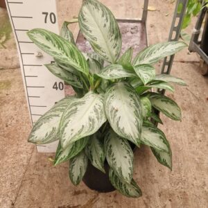 Aglaonema Silver Bay
(1 Plants/Order)(27cmP 60cmH)