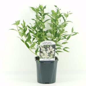 Deutzia gracilis
(6 Plants/Order)(17cmP 35cmH)