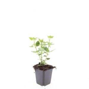 Agastache Blue Fortune
(12 Plants/Order)(9cmP 5cmH)