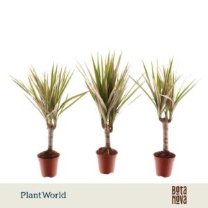 Dracaena Bicolor Tiny Tummy
(20 Plants/Order)(5.5cmP 30cmH)