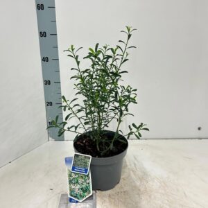 Eriostemon myoporoides  
(1 Plants/Order)(19cmP 45cmH)