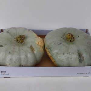 Cucurbita pepo Jarrahdale Jarrahdale Plant
(2 Plants/Order)(25cmP cmH)