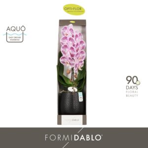 Phalaenopsis other purple more Formidablo Iguazu Falls in Abruzzo Black Aquo Showdoos
(1 Plants/Order)(12cmP 70cmH)