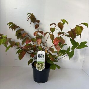 Viburnum plicatum Cascade'
(1 Plants/Order)(19cmP 55cmH)