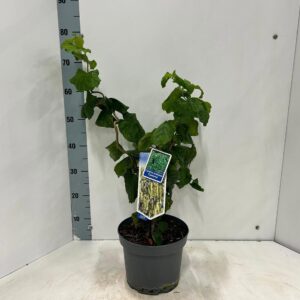 Corylus avellana Contorta
(1 Plants/Order)(23cmP 65cmH)