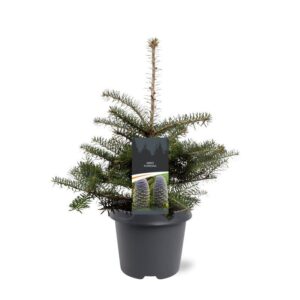 Abies koreana Abies koreana  (1 Plants/Order)(23cmP 45cmH)