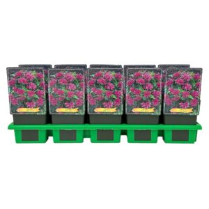 Monarda didyma Baby Spice' P11
(10 Plants/Order)(11cmP 25cmH)