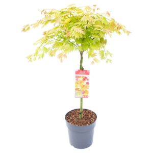 Acer shirasawanum Acer shir. 'Moonrise' C14 laagstam (1 Plants/Order)(30cmP 120cmH)