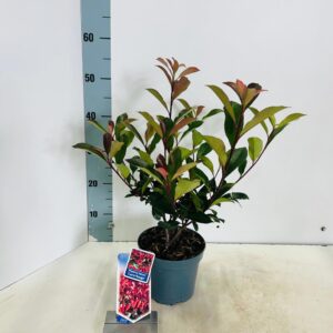 Photinia fraseri Carré Rouge'
(1 Plants/Order)(17cmP 45cmH)