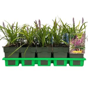 Liriope muscari Ingwersen
(10 Plants/Order)(11cmP 25cmH)