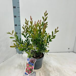 Callistemon citrinus Splen viminalis HOT PINK ('Kko1'PBR)
(1 Plants/Order)(17cmP 50cmH)