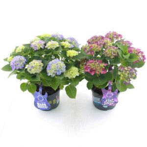 Hydrangea macrophylla other Music Collection® mix C5 (23cm.) Kn.
(17 Plants/Order)(23cmP 45cmH)