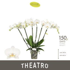 Phalaenopsis white more Ripsen Theatro Jazz 6 spike
(5 Plants/Order)(12cmP 60cmH)