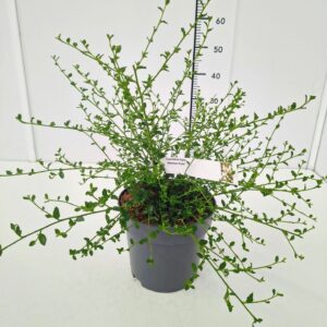 Ceanothus thyrsiflorus Ceanothus thyrs. 'Millerton Point' 40-50C5
(1 Plants/Order)(22cmP 50cmH)