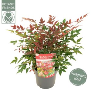 Nandina domestica Obsessed
(6 Plants/Order)(15cmP 30cmH)