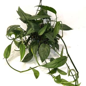 Epipremnum pinnatum pinnatum Cebu B Hang Teruggeknipt
(6 Plants/Order)(15cmP 35cmH)