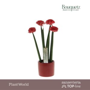 Sansevieria Cylindrica TOP-line Bouquetz Red in Dots Ceramics
(6 Plants/Order)(8.5cmP 35cmH)