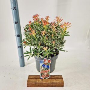 Pieris Flaming Silver
(1 Plants/Order)(23cmP 45cmH)