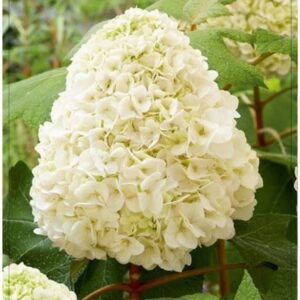 Hydrangea quercifolia Hydrangea q. 'Tara' 40-50C5
(1 Plants/Order)(23cmP 50cmH)