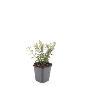 Cotoneaster radicans Eichholz
(12 Plants/Order)(9cmP 25cmH)