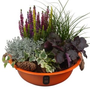 Arrangementen PTHO7571 Arrangement Autumn Outdoor in metalen schaal
(1 Plants/Order)(30cmP 31cmH)