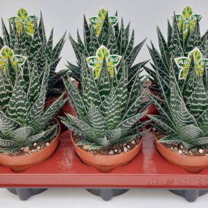 Aloe Tiki Tahi Aloe Tiki Tahi XL P12
(6 Plants/Order)(12cmP 23cmH)