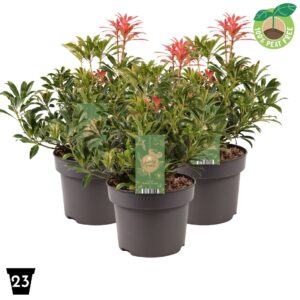 Pieris Forest Flame japonica
(1 Plants/Order)(23cmP 40cmH)