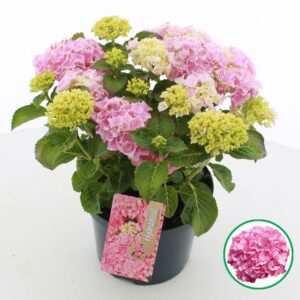 Hydrangea macrophylla pink C5 (23cm.) Kn.
(1 Plants/Order)(23cmP 45cmH)