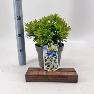 Pieris japonica Purity
(1 Plants/Order)(19cmP 30cmH)