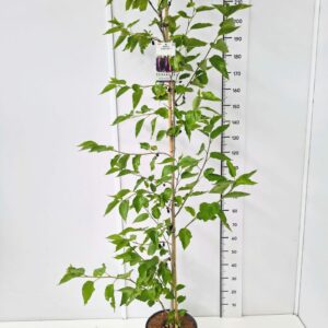 Morus alba Morus alba 'Giant Fruit' 200-225C12
(1 Plants/Order)(30cmP 230cmH)