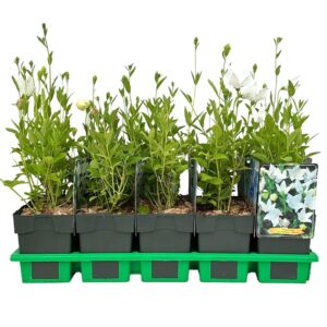 Platycodon grandiflorus Albus
(10 Plants/Order)(11cmP 25cmH)