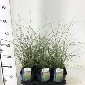 Miscanthus sinensis Morning Light Miscanthus sin. Morning Light
(6 Plants/Order)(17cmP 15cmH)