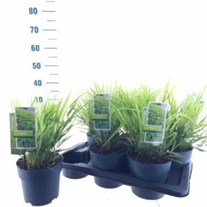 Hakonechloa macra
(1 Plants/Order)(17cmP 35cmH)
