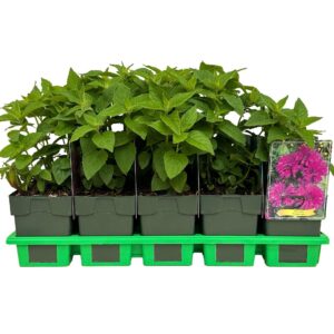 Monarda didyma Purple Lace' P11
(10 Plants/Order)(11cmP 25cmH)