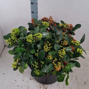 Skimmia japonica Veitchii 35cm 40+ receme
(1 Plants/Order)(35cmP 65cmH)