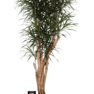 Dracaena Dracaena refl.Anita busch
(1 Plants/Order)(32cmP 160cmH)