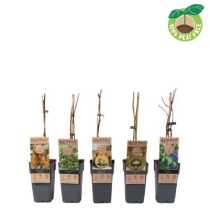 Actinidia mix tray
(10 Plants/Order)(15cmP 50cmH)