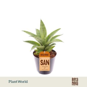 Sansevieria Cylindrica Lotus
(12 Plants/Order)(8.5cmP 15cmH)