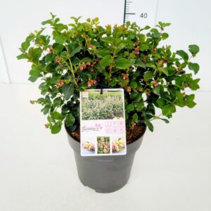 Symphoricarpos Symphoricarpos 'Symphony Rave' 40-60C5
(1 Plants/Order)(22cmP 60cmH)
