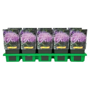 Monarda didyma Blue Moon' P11
(10 Plants/Order)(11cmP 25cmH)