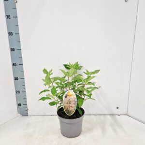 Hydrangea paniculata Phantom'
(1 Plants/Order)(17cmP 35cmH)