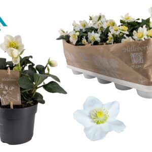 Helleborus niger Christmas Carol 12 cm Large
(10 Plants/Order)(12cmP 24cmH)