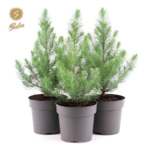 Pinus pinea Silver Crest P17 40-50
(6 Plants/Order)(17cmP 55cmH)