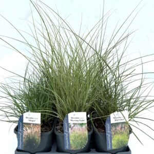Miscanthus sinensis Miscanthus mix V2
(6 Plants/Order)(17cmP 20cmH)