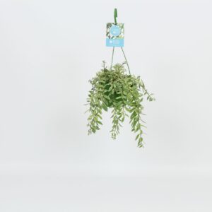 Aeschynanthus Bolero Bicolore HangonGreen Aeschynanthus Bolero Bicolore 14 cm (8 Plants/Order)(14cmP 30cmH)
